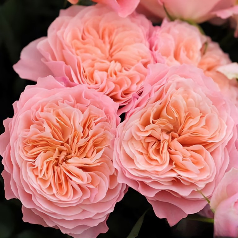 Микота (Mikota)