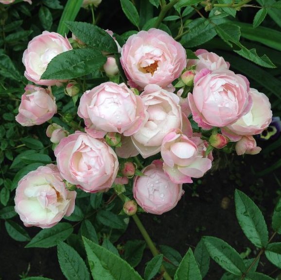 Пинк Морсдаг (Pink Morsdag)