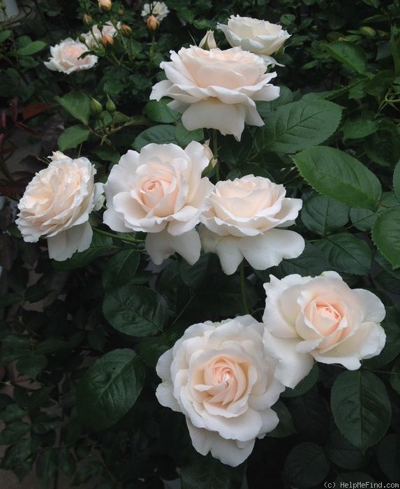 Мисс Диор (Miss Dior)