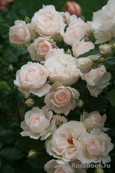 Мисс Диор (Miss Dior)