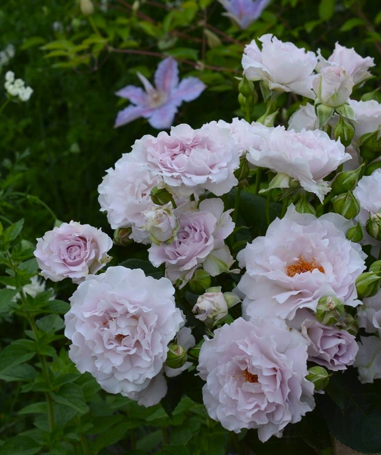 Мисти Перпл (Misty Purple)