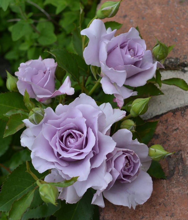 Мисти Перпл (Misty Purple)