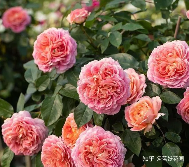 Мулен де ла Галетт (Moulin de la Galette)