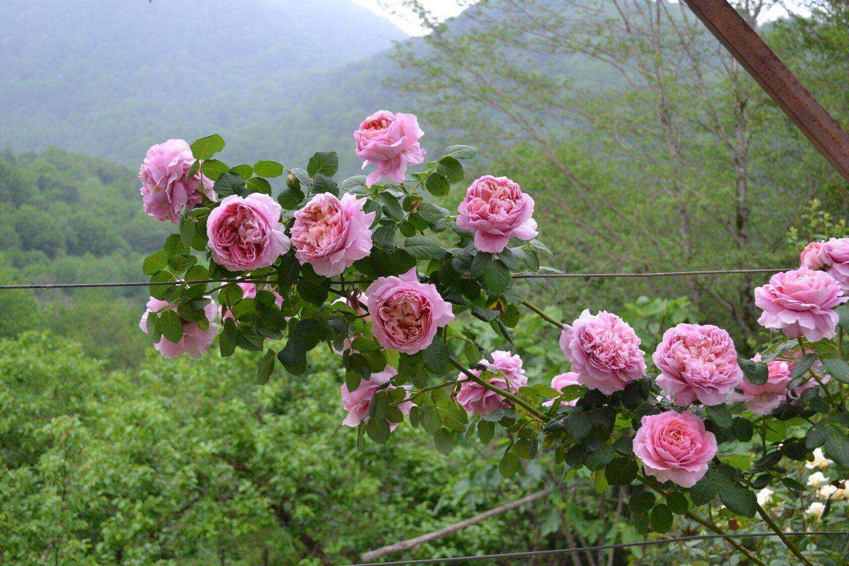 Мулен де ла Галетт (Moulin de la Galette)