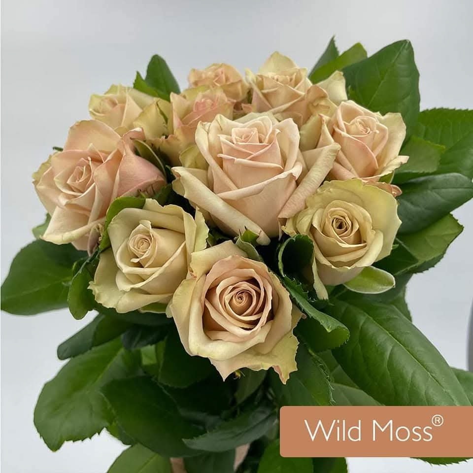 Вайлд Мосс (Wild Moss)