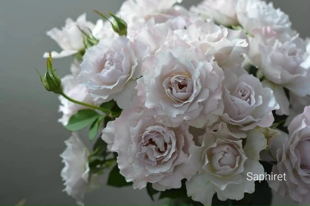 Сапфирет (Saphiret)