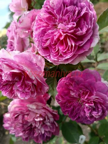 Пенни оу Спешиал Гёл (Penni Our Special Girl)