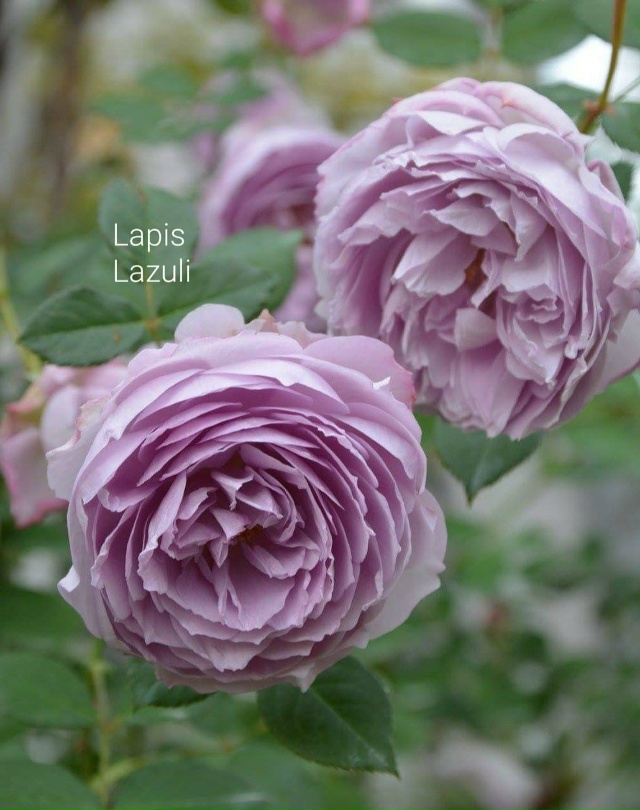 Ляпис Лазули (Lapis lazuli)