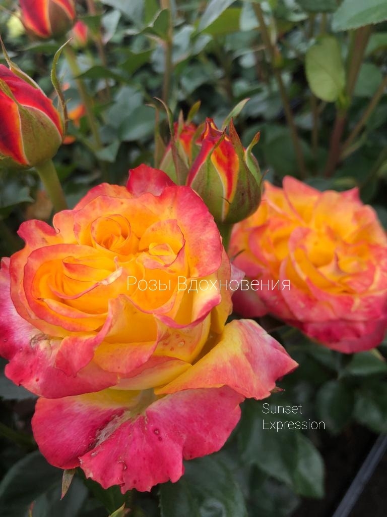 Сансет Экспрешн (Sunset Expression)