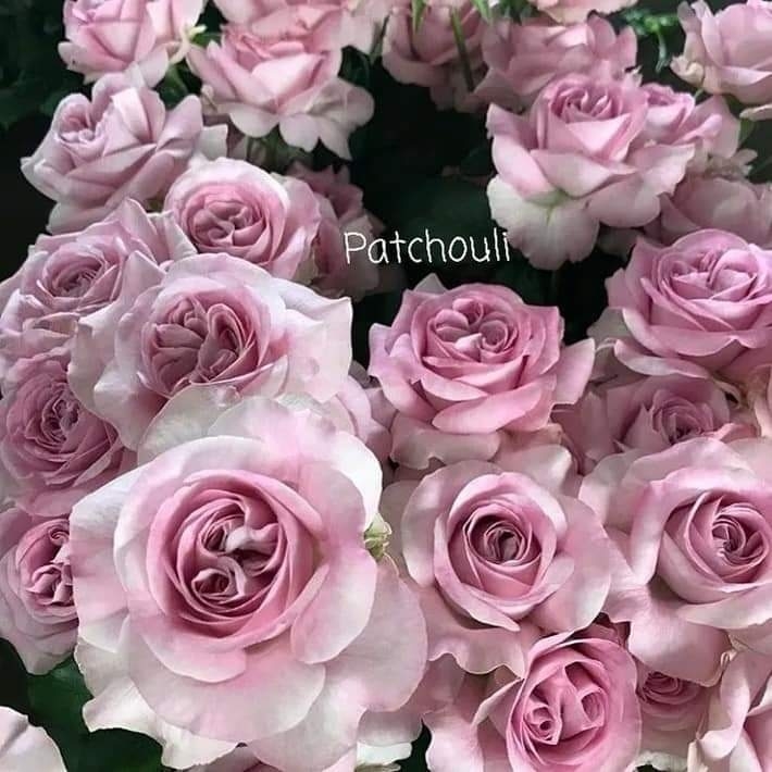 Пачули (Patchouli)