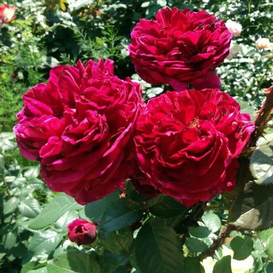 Роза Алан Сушон (Alain Souchon)