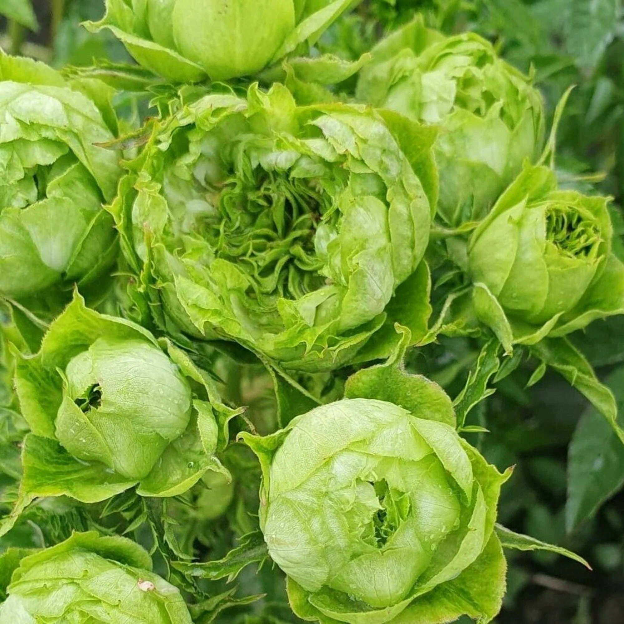 Принцесса Мидори (Princess Midori)