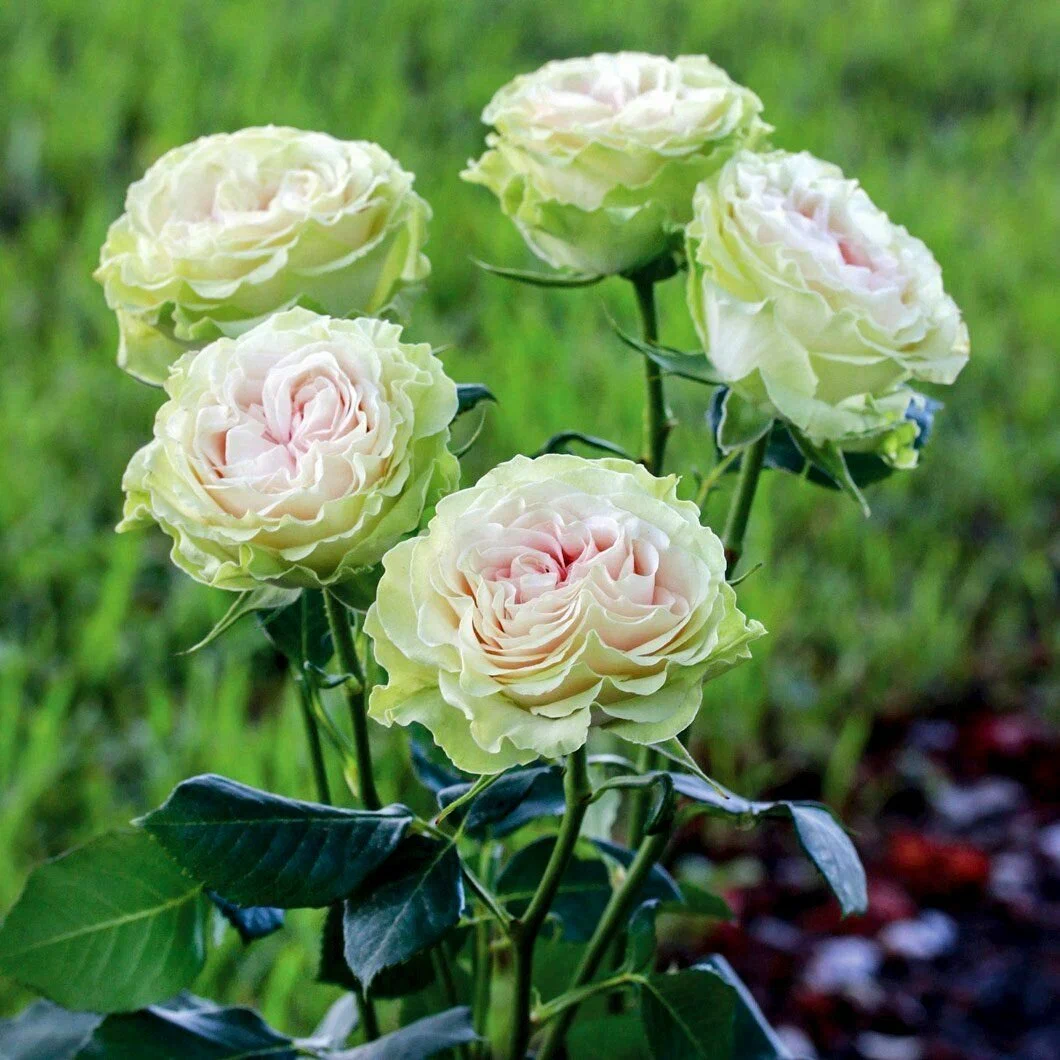 Грин Пинк (GREEN PINK)