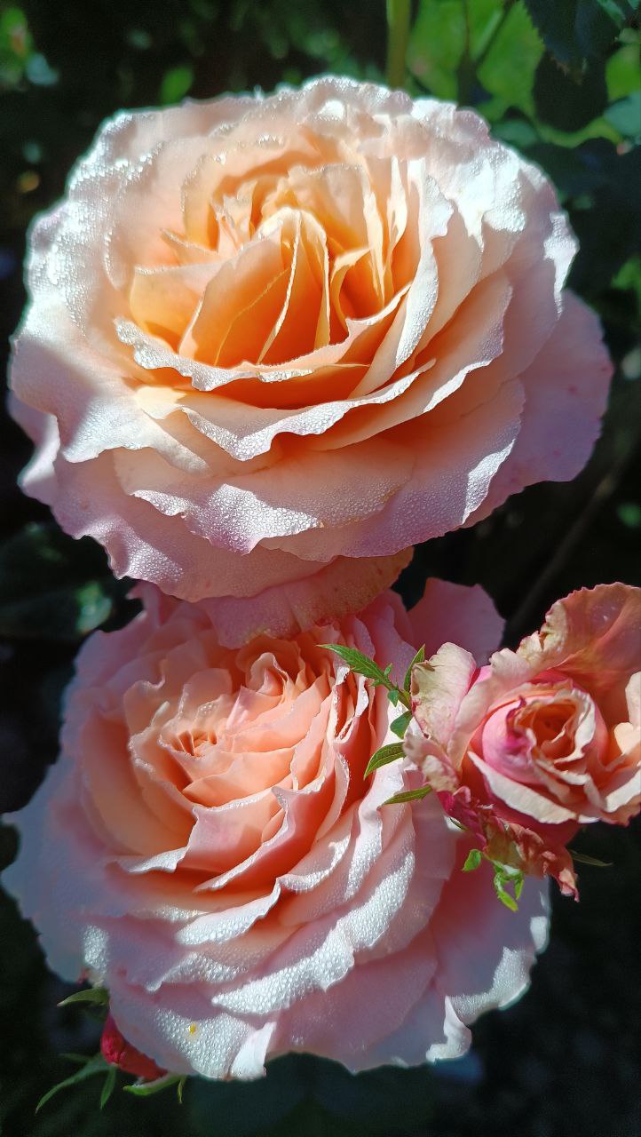 Перфект Джентельмен (Perfect Gentleman)