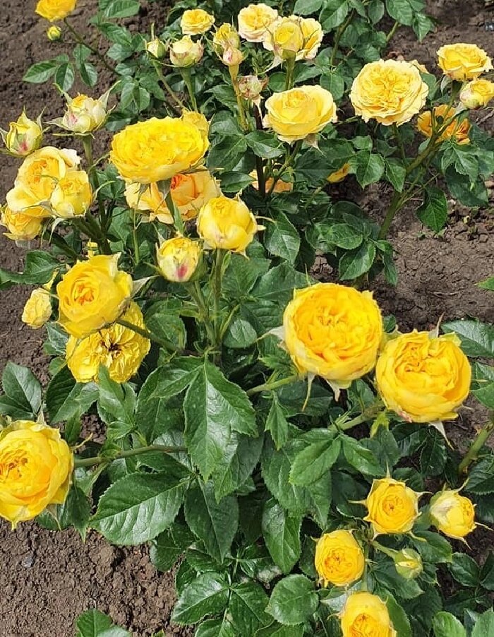 Луна Трендсеттер (Luna Trendsetter)