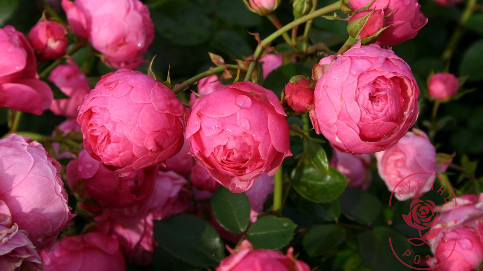 Помпонелла (Pomponella)