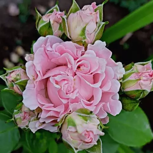 Свит Флоу (Sweet Flow)