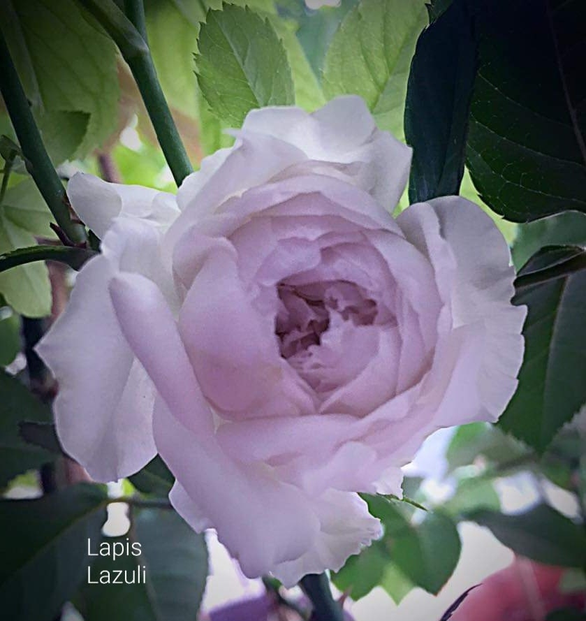 Ляпис Лазули (Lapis lazuli)