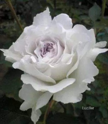 Люцифер, Lucifer,