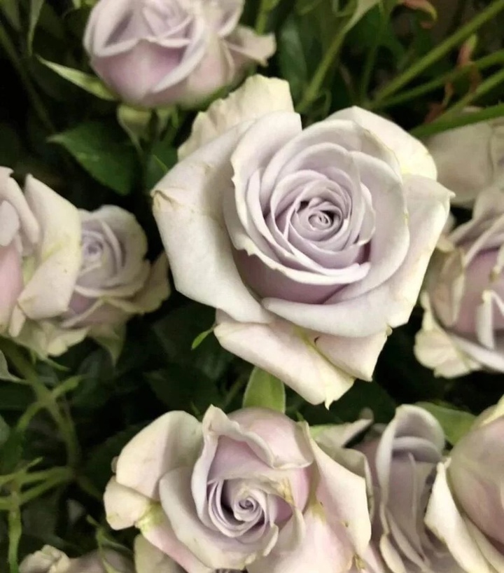 Сильвер Рейн (Silver Rain)