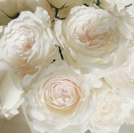 Принцесса Миюки (PRINCESS MIYUKI)