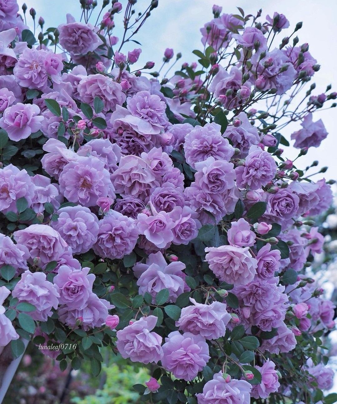 Рейн Блю (Rainy Blue)