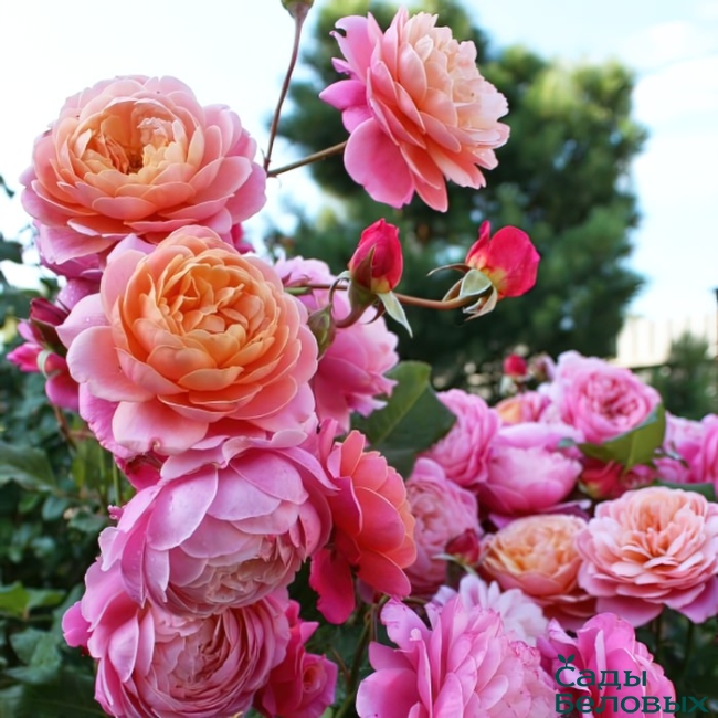 Прикс П. Ж. Редут (Prix P. J. Redouté)