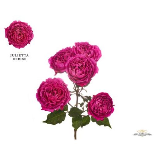 Джульетта Цериз (Julietta Cerise)