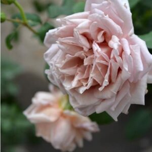 Ариэль (Ariel)