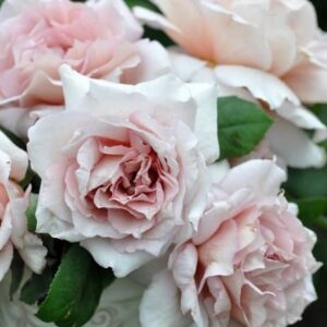 Ариэль (Ariel)