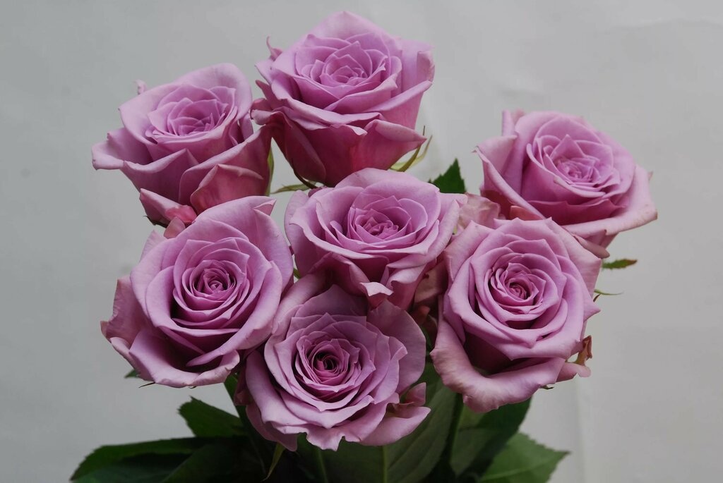 Авангард (Avant Garde)