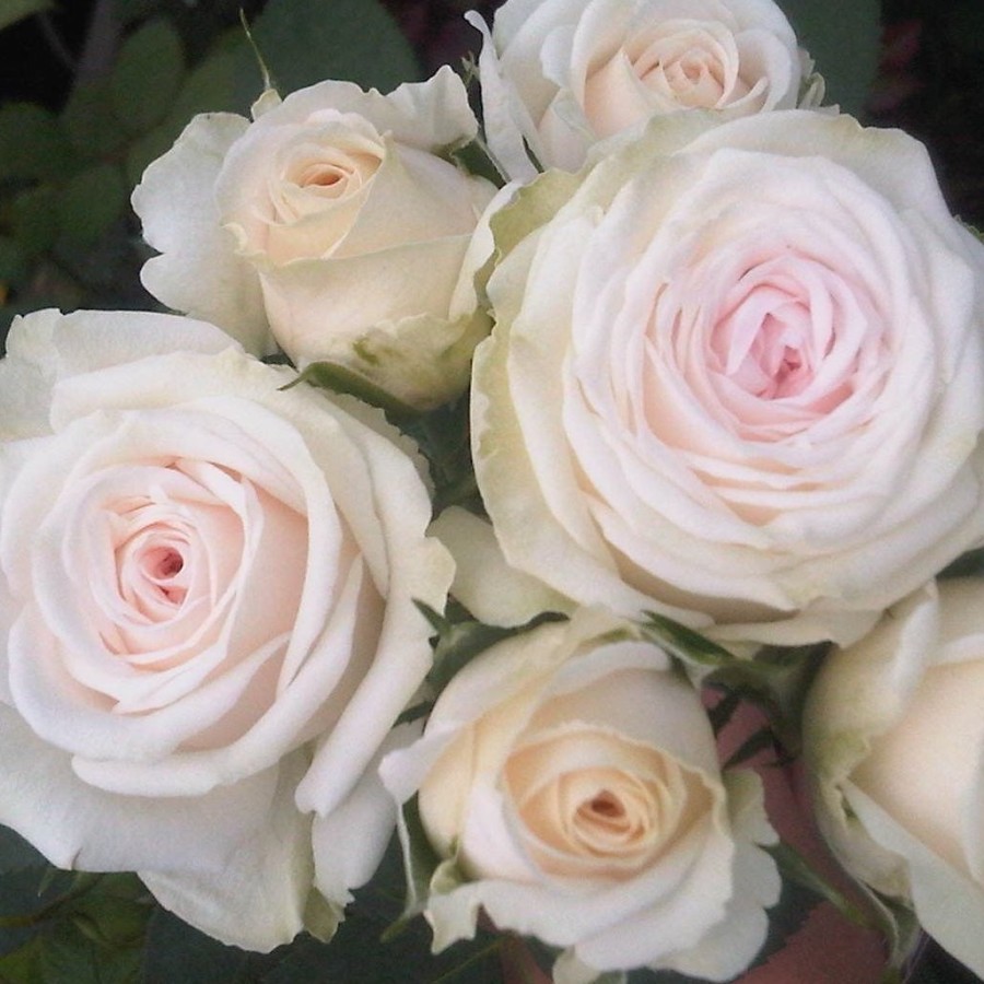 Эксклюзив Сенсейшен (Exclusive Sensation)