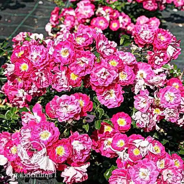 Липстик (Lipstick)