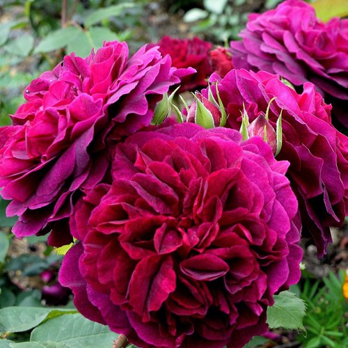 Манстед Вуд (Munstead Wood)