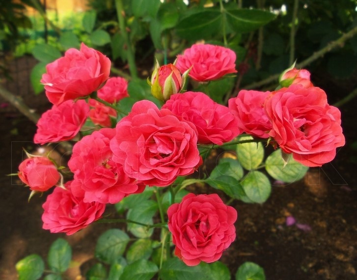 Оранж Треумф (Orange Triumph)