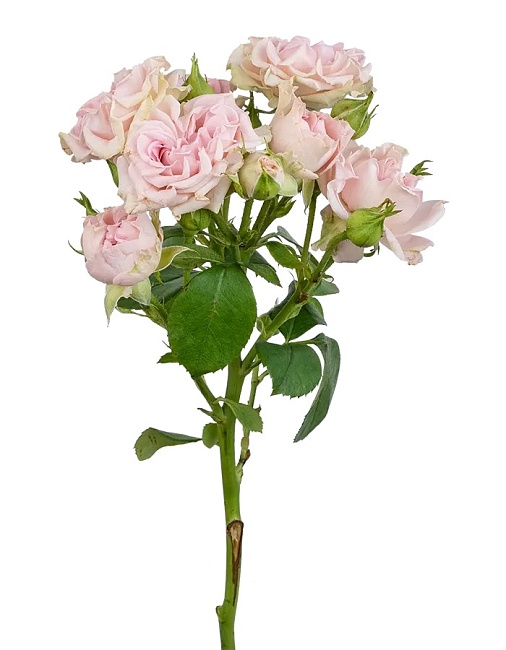 Свит Флоу (Sweet Flow)