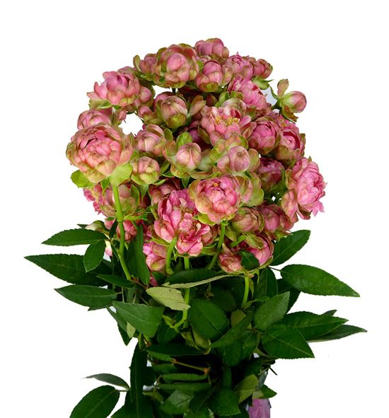 Вайлд Редиш (Wild Radish)