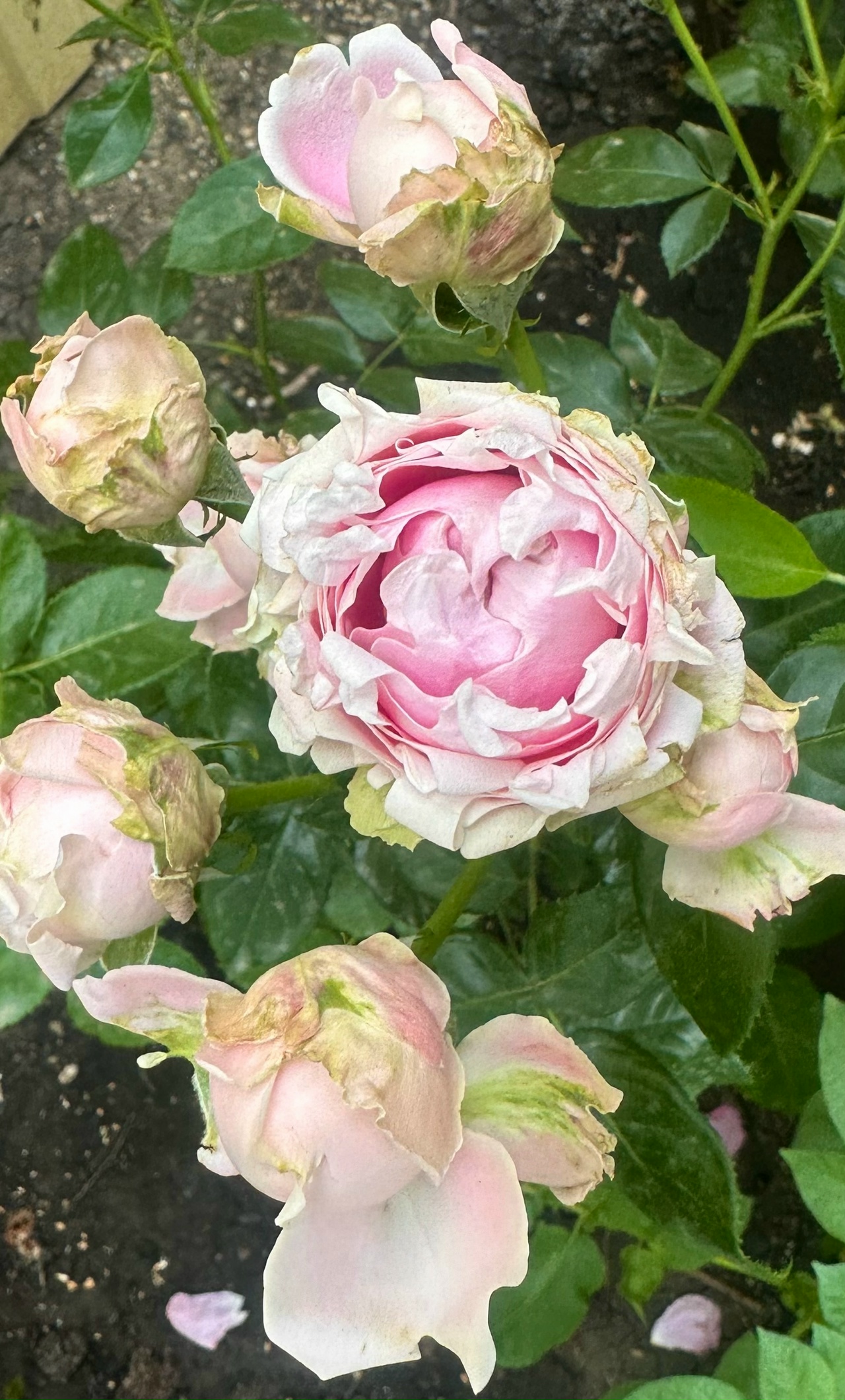 Кэнди Флоу (Candy Flow)