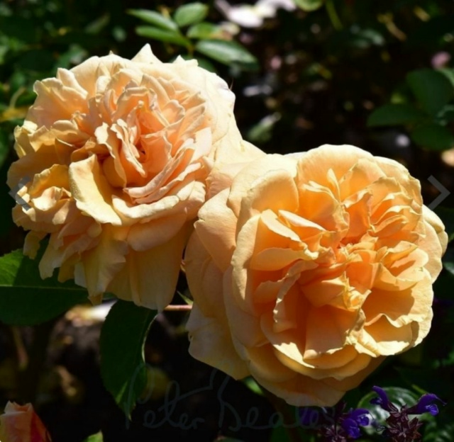 Раймонд Карвер (Raymond Carver)