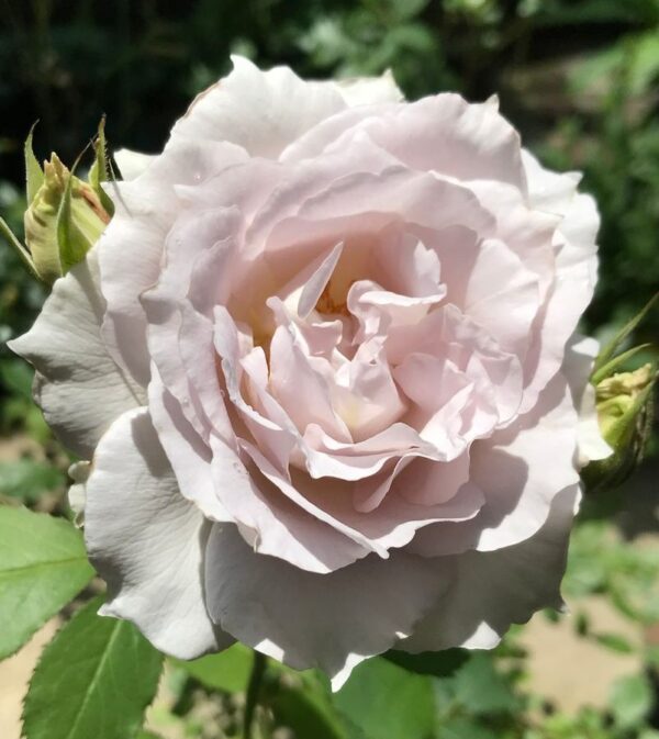 Сапфирет (Saphiret)