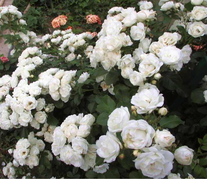 Нэж д Этэ (Neige d'Ete)