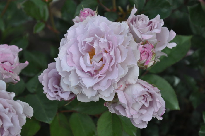 Сейрю (Seiryuu)