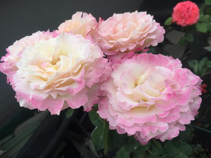 Серафим (Seraphim)