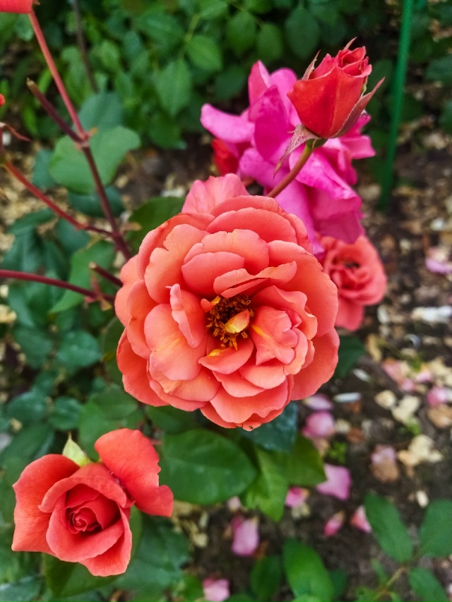 Эспрессо (Espresso)