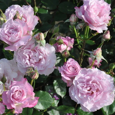 Сайлент лав (Silent love)