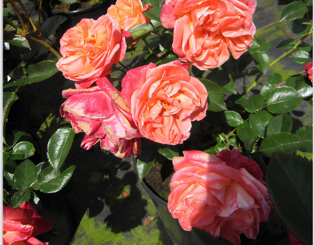 Фэшн Хиппи (Fashion Hippie)