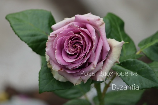 Византия (Byzantine)