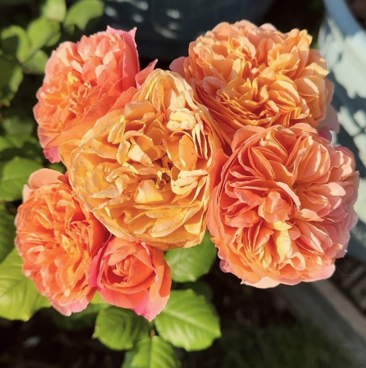 Сувенир д Инфанс (Souvenir d'Enfance)