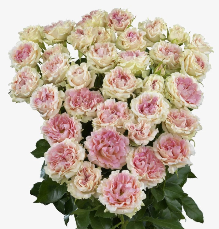 Свит Флоу (Sweet Flow)