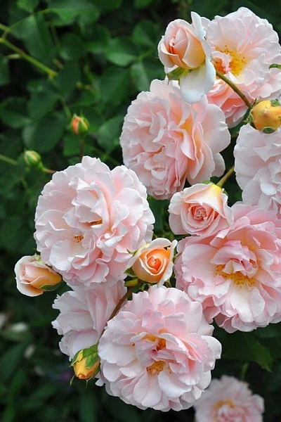 Психея (Psyche)